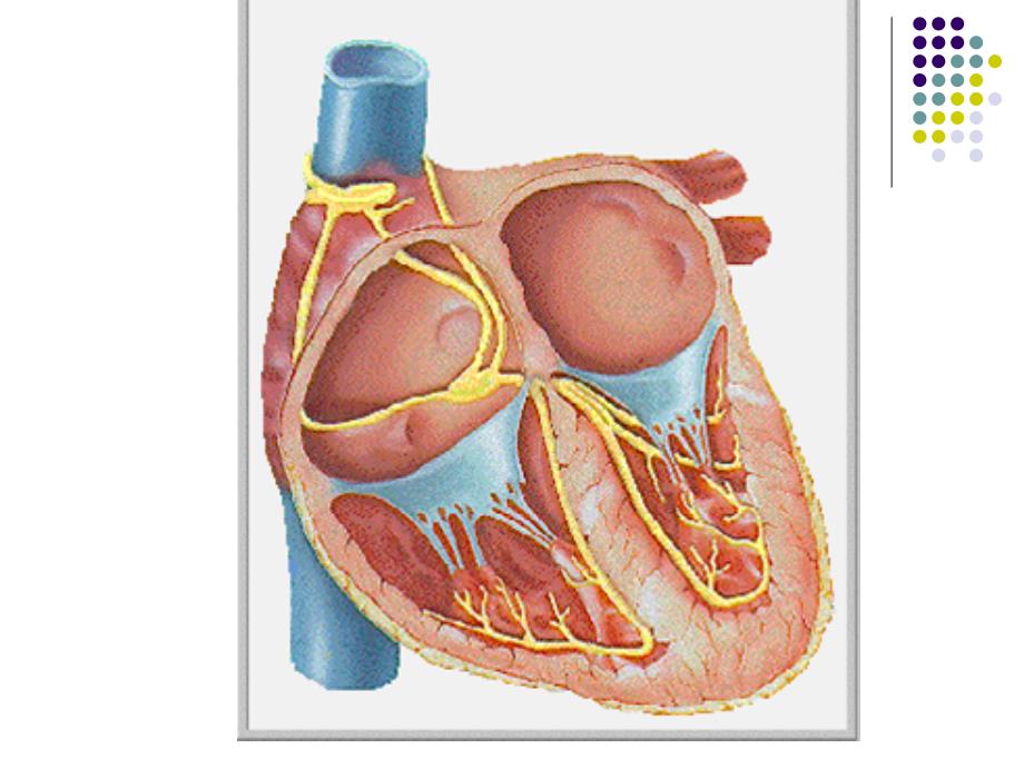 核医学教学课件：心血管系统_第3页