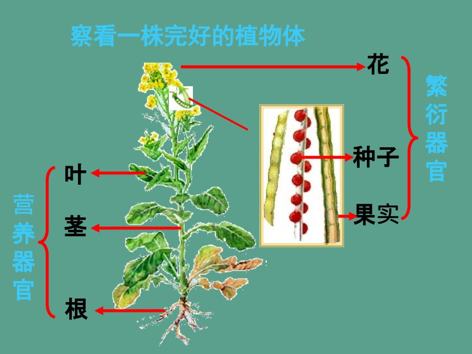 三年级下册科学科植物的身体人教版ppt课件_第3页