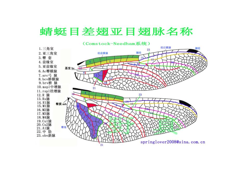 蜻蜓结构图解_第1页
