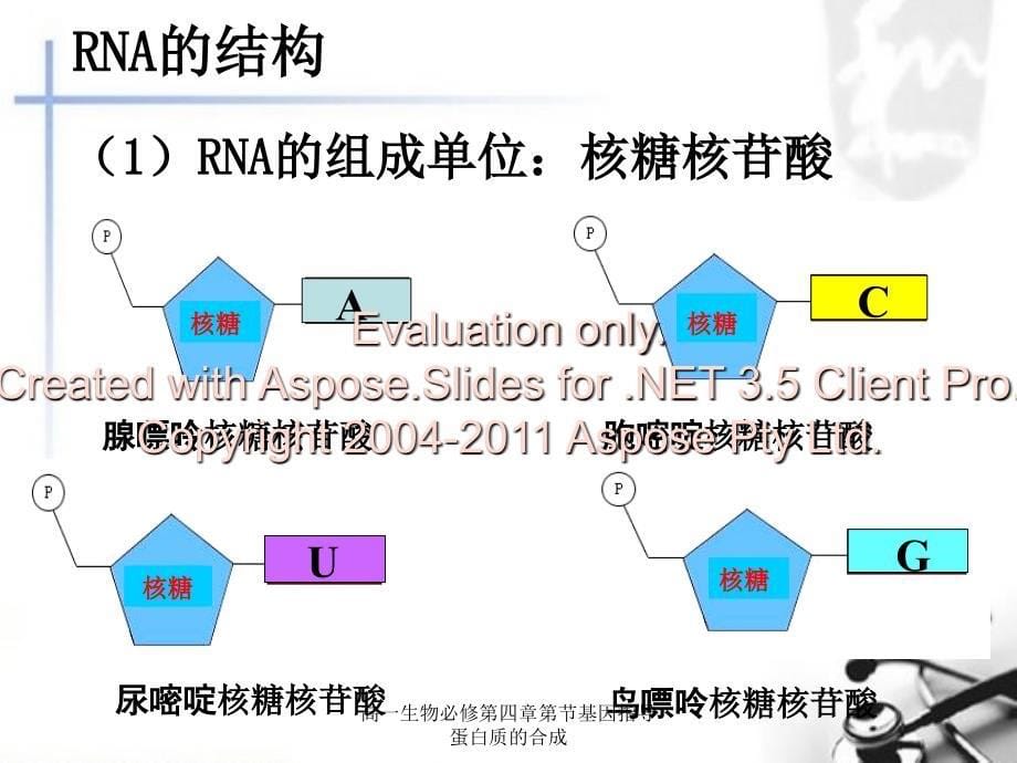 高一生物必修第四章第节基因指导蛋白质的合成课件_第5页