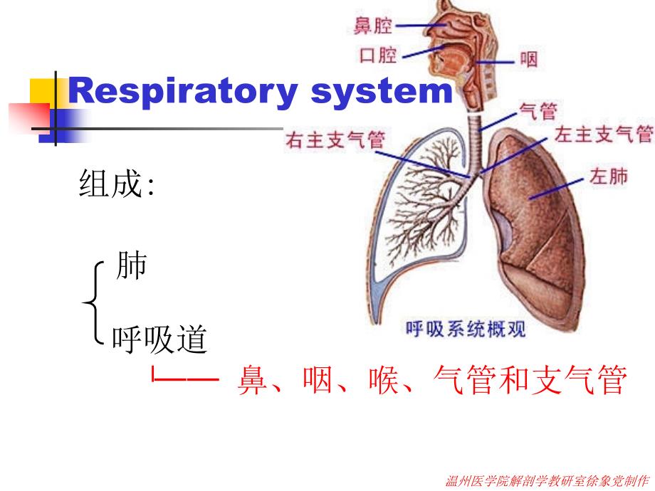 《系统解剖学》实验课件：05呼吸系统_第3页