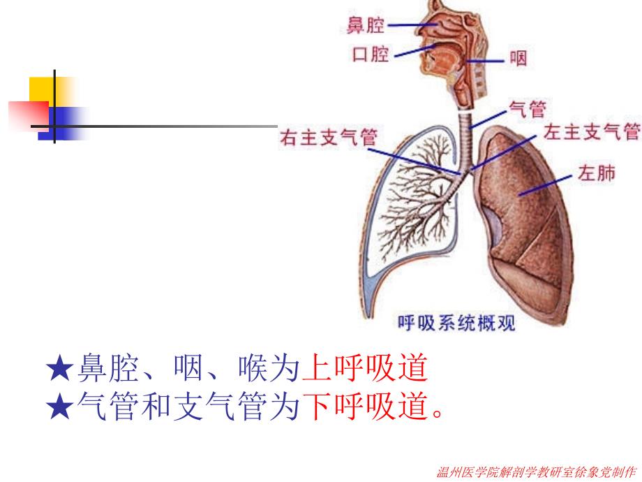 《系统解剖学》实验课件：05呼吸系统_第4页