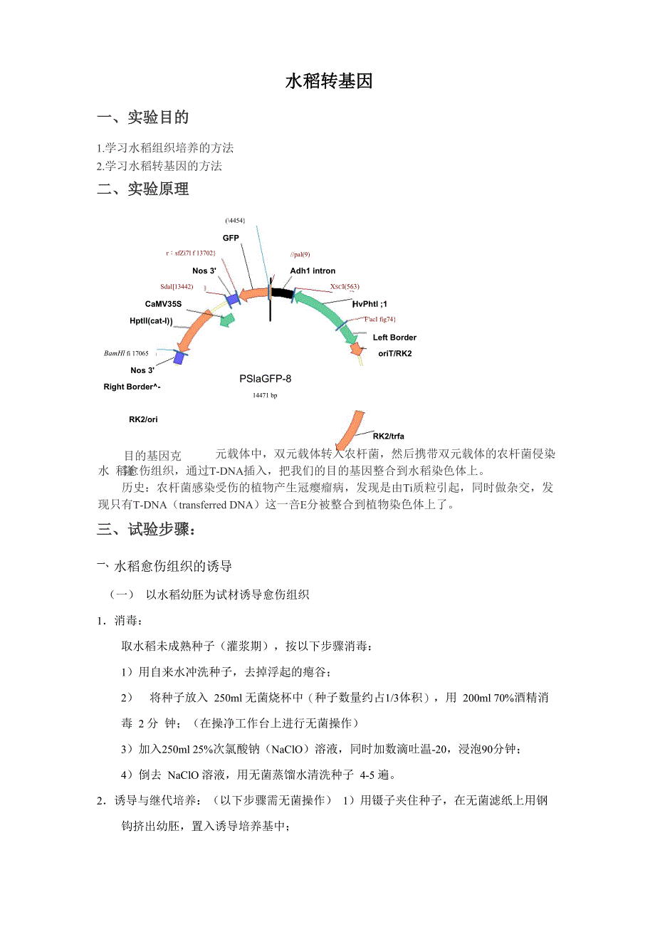 水稻转基因实验方法与步骤_第1页