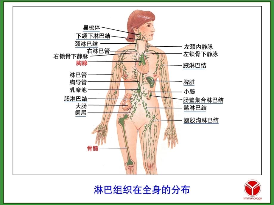 CH2免疫组织和器官课件_第4页