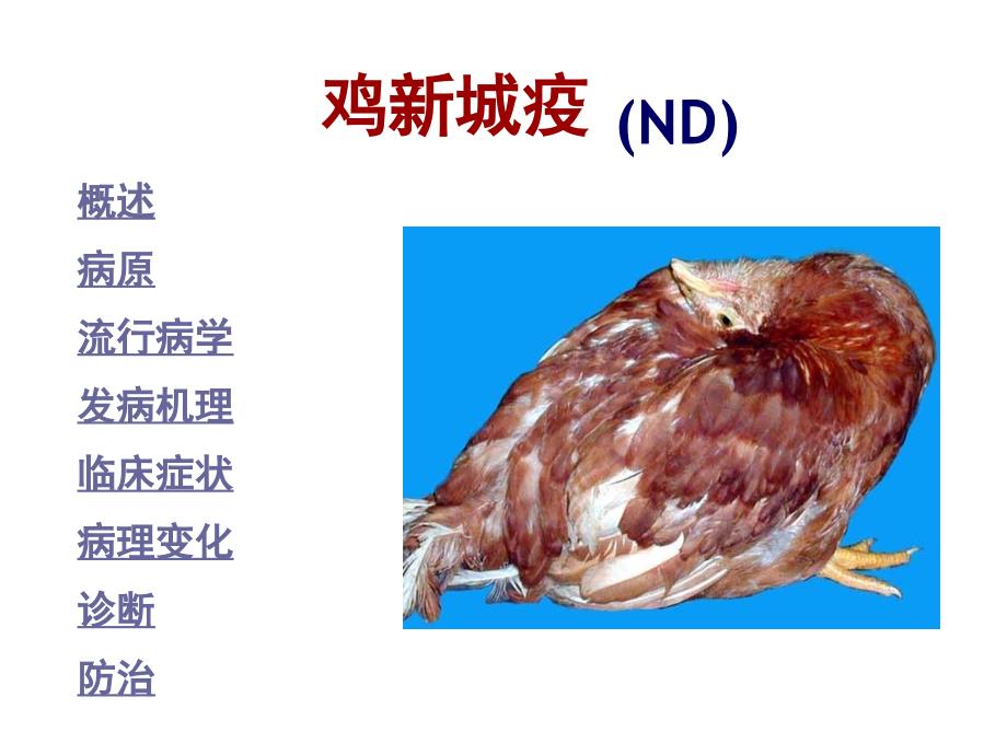 聊城大学农学院禽病学课件病毒病第一节ND_第1页