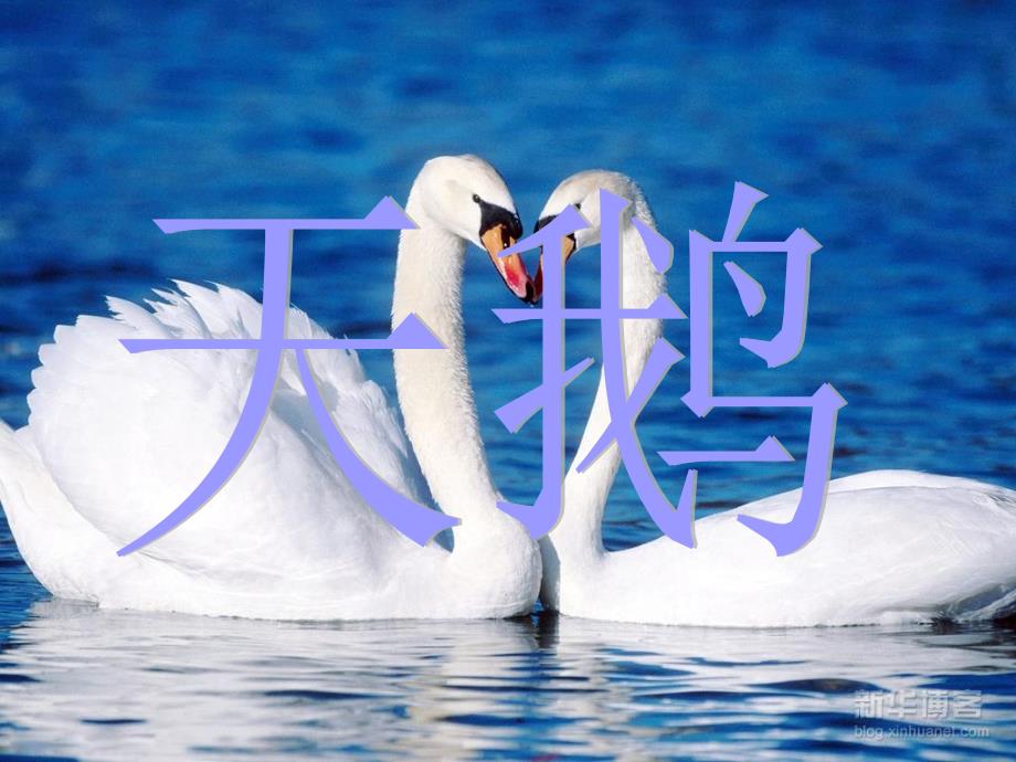 六年级语文下册《天鹅》课件4 长春版_第1页