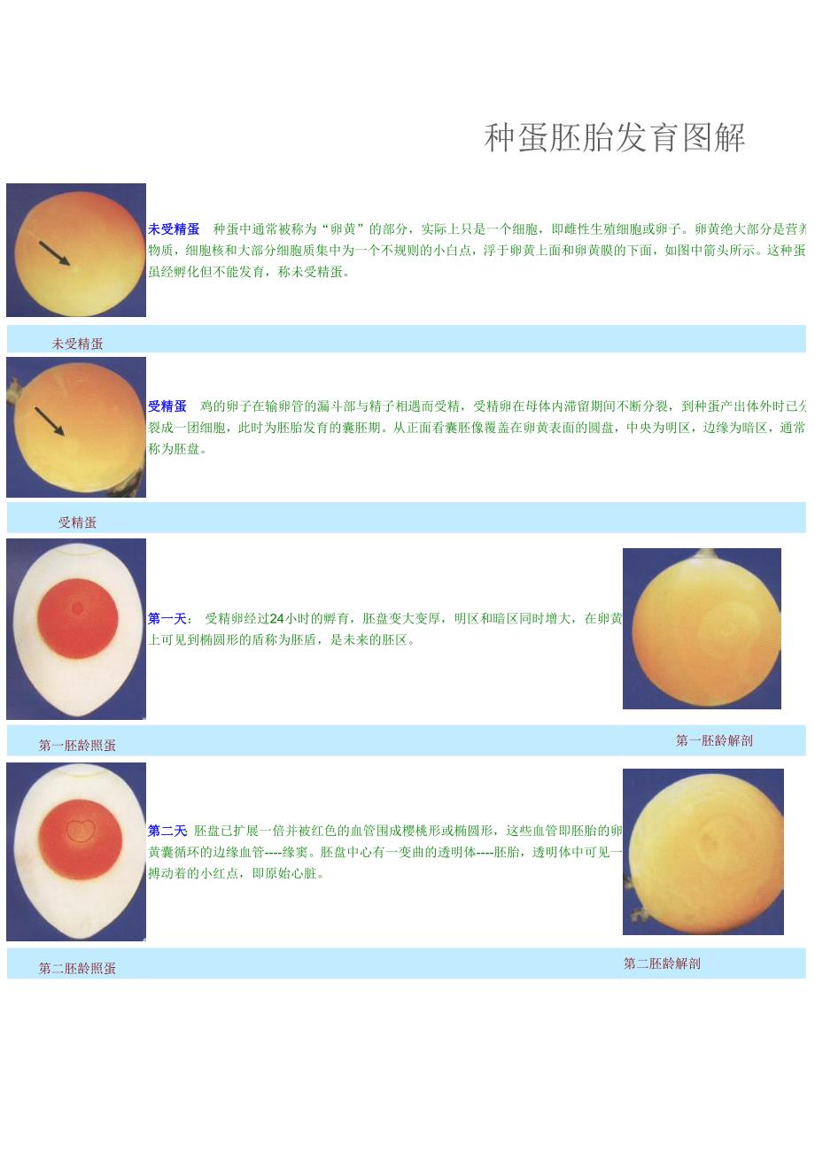 孵化胚胎发育图解_第1页