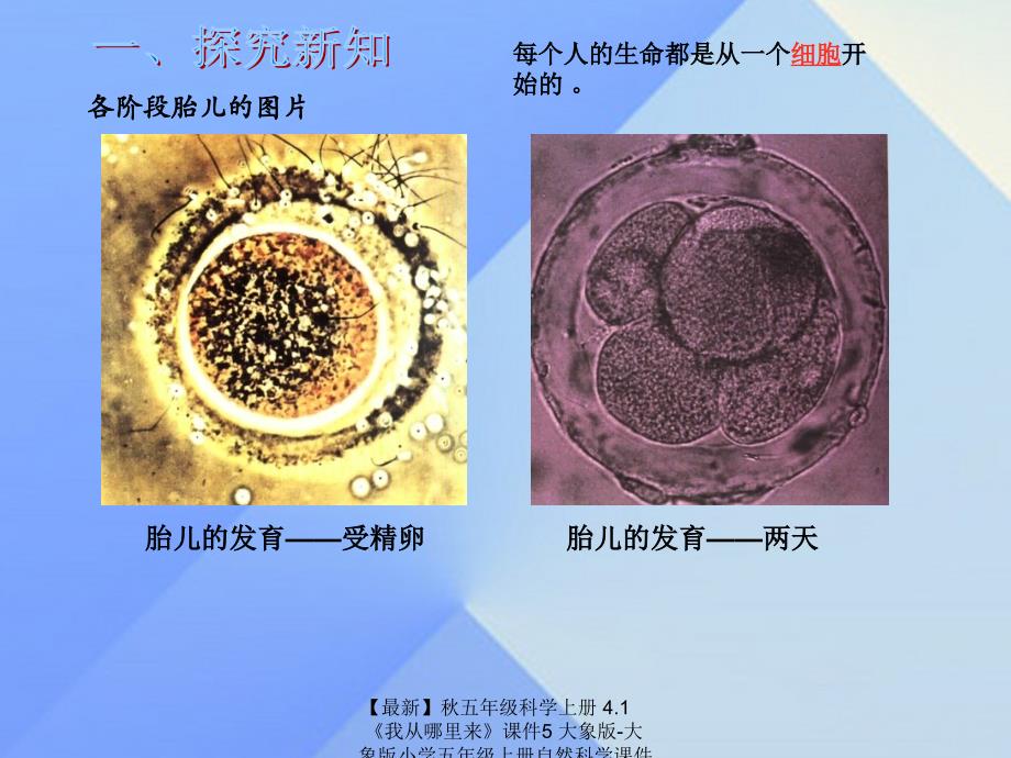 最新五年级科学上册4.1我从哪里来课件5大象版大象版小学五年级上册自然科学课件_第4页