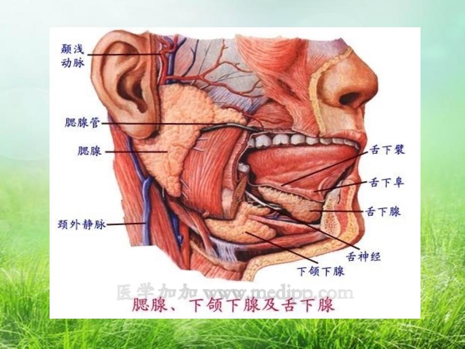 腮腺炎护理查房07_第2页