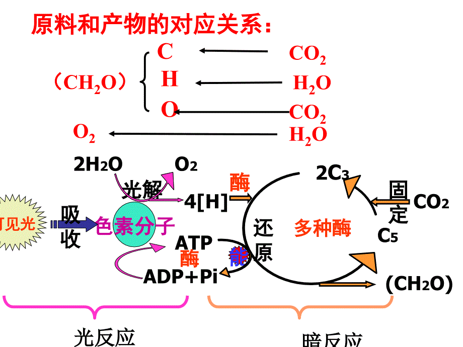 光合作用原理应用_第3页