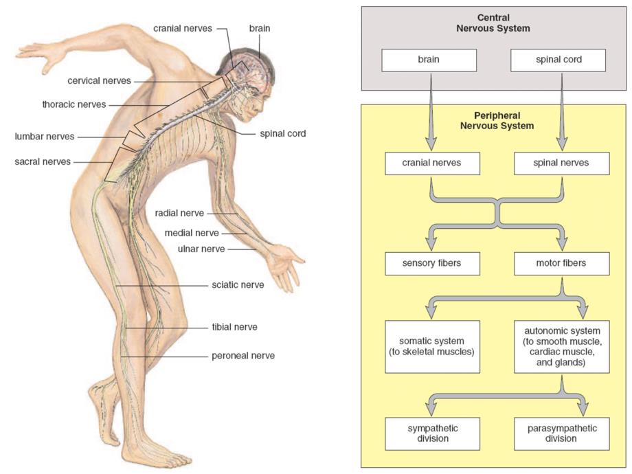 系统解剖学英文教学课件：spinal nerve_第1页