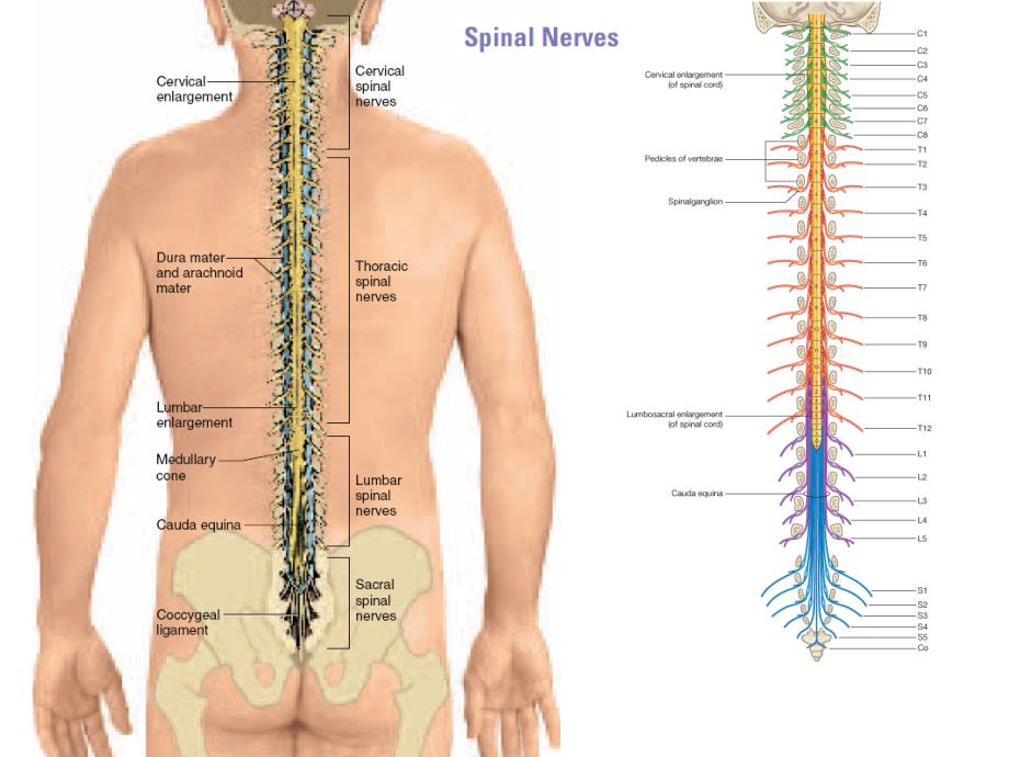 系统解剖学英文教学课件：spinal nerve_第2页