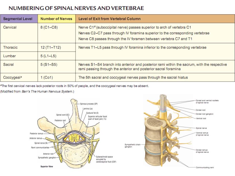 系统解剖学英文教学课件：spinal nerve_第4页