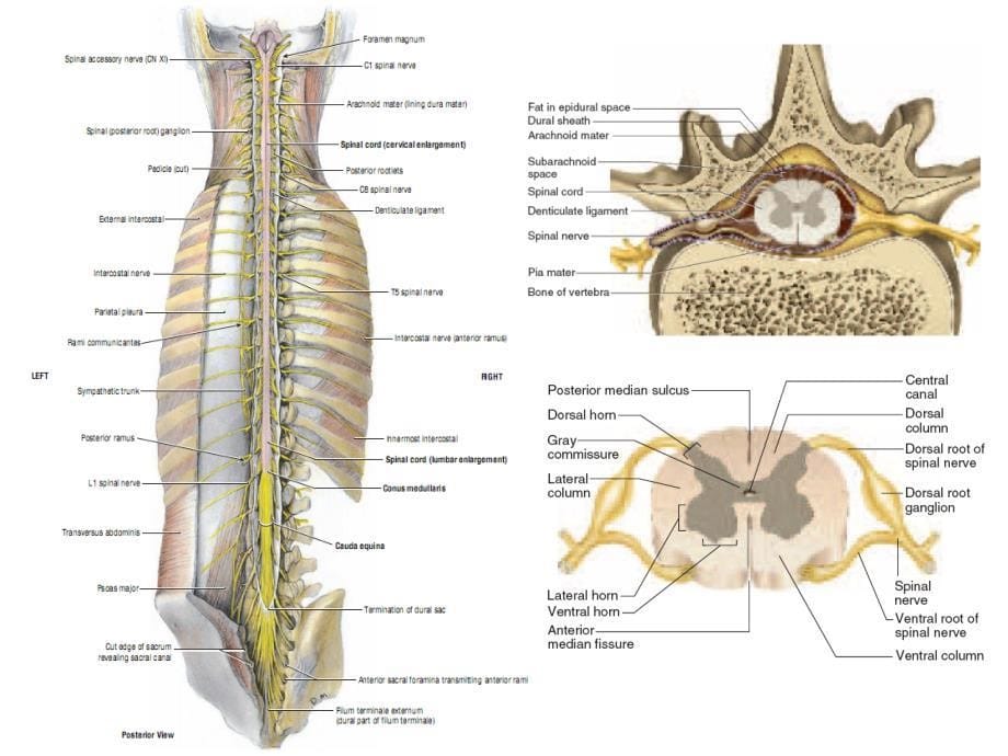 系统解剖学英文教学课件：spinal nerve_第5页