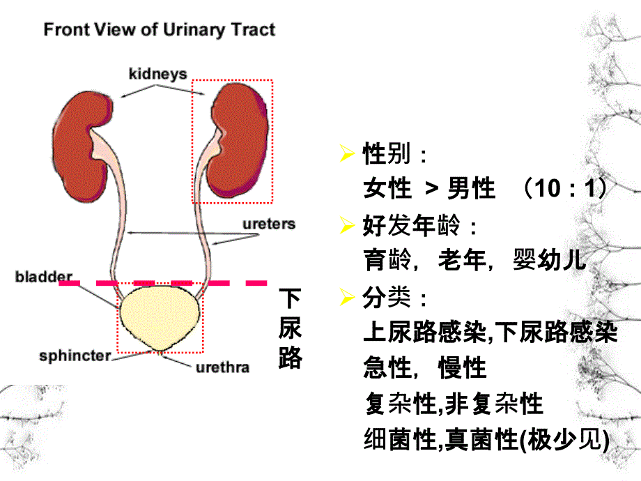 尿路感染病因和发病机制_第2页