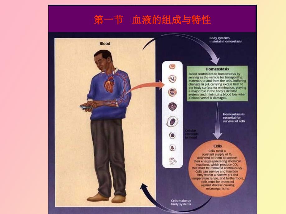 生理学课件血液人卫第七版本_第3页