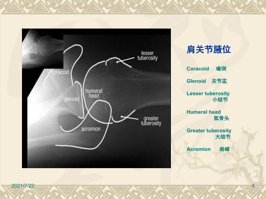 正常骨骼X线解剖PPT课件_第4页