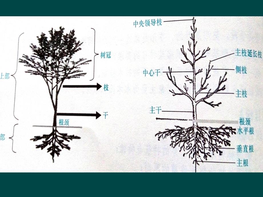 园林植物的枝芽特性及其与整形修剪的关系_第3页