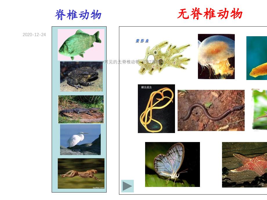 常见的无脊椎动物(PPT课件)_第2页