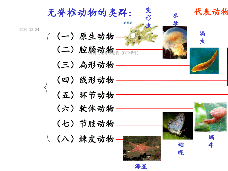 常见的无脊椎动物(PPT课件)_第4页