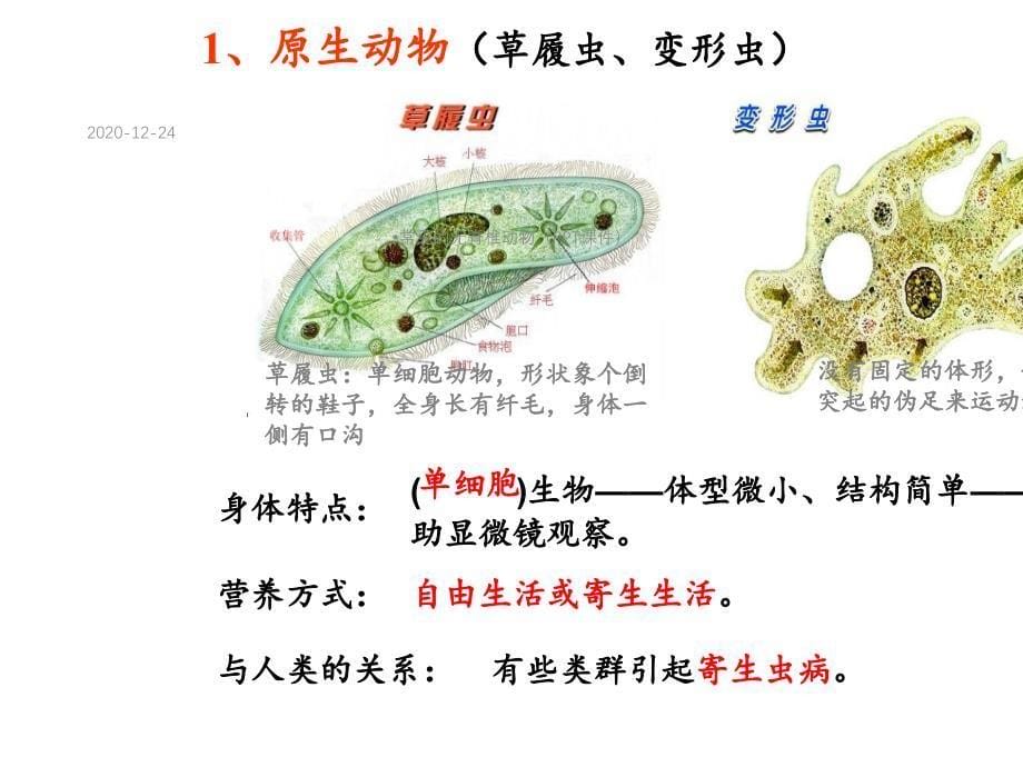 常见的无脊椎动物(PPT课件)_第5页