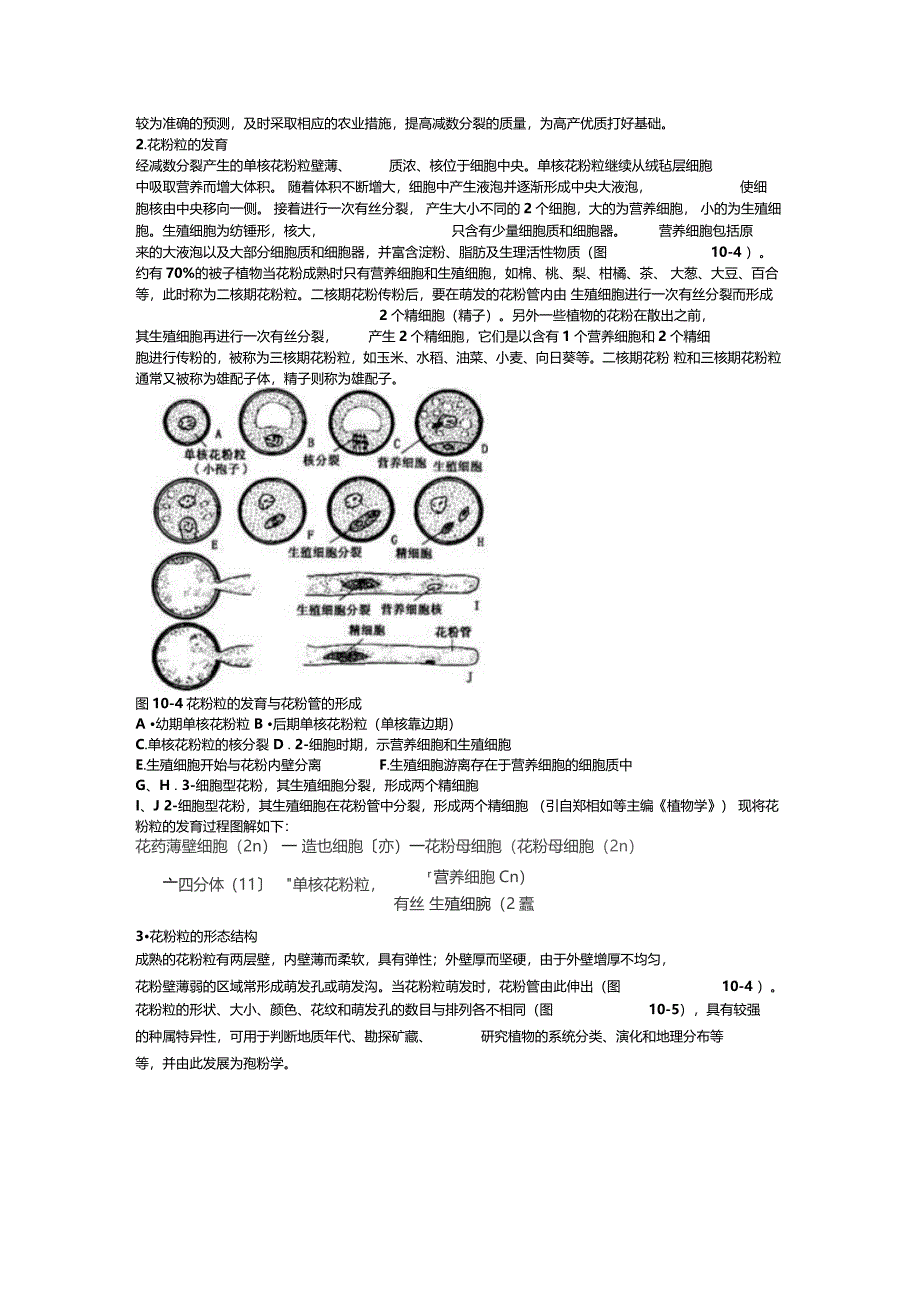 花粉粒的发育精_第2页