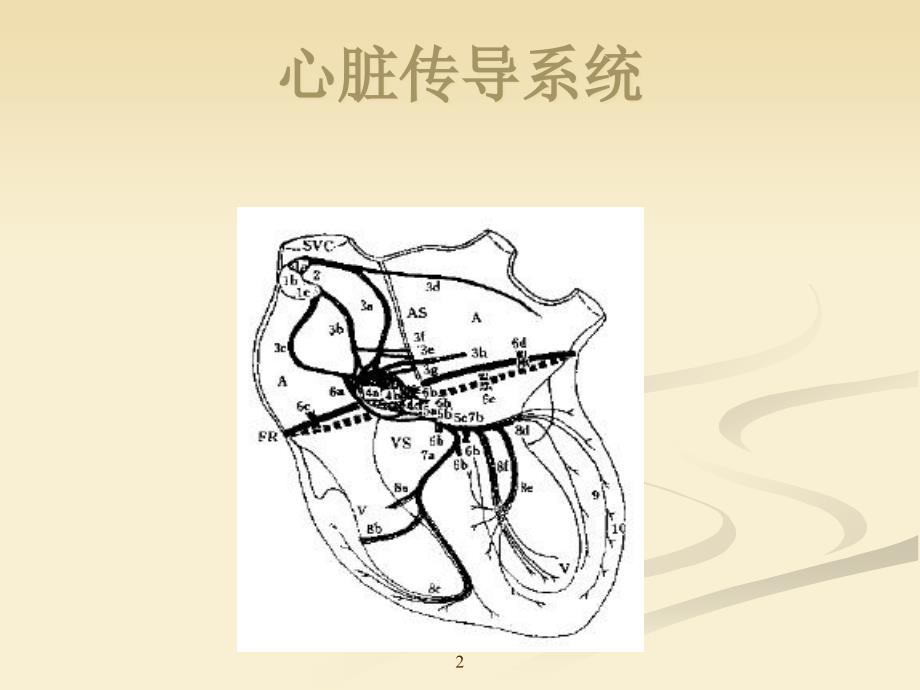 心电图讲课PPT课件_第2页