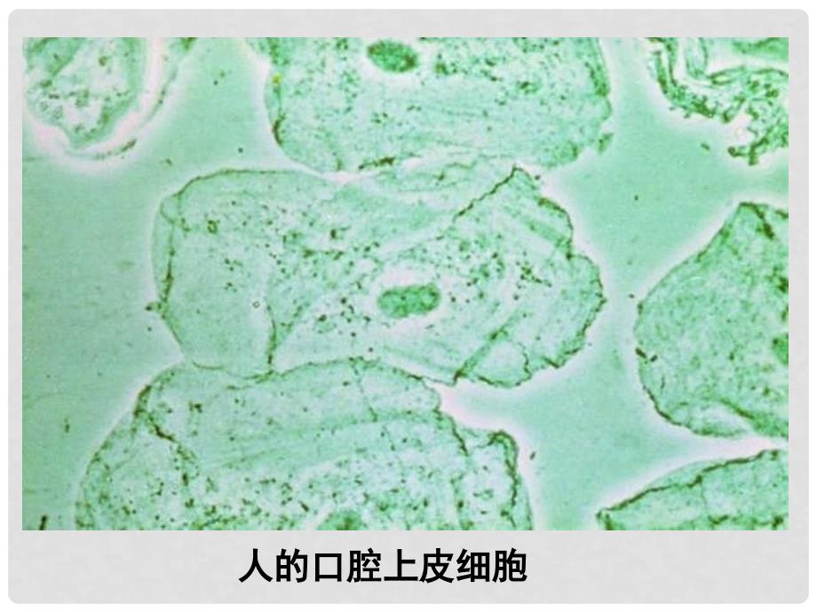 甘肃省会宁县七年级生物上册《3.2 人和动物细胞的结构和功能》课件（1） 苏教版_第4页