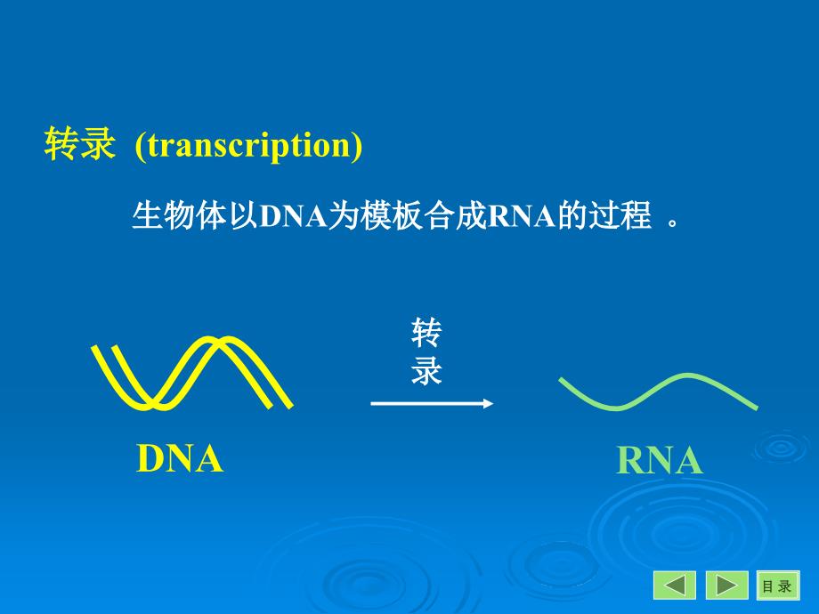 生物化学：第十一章 RNA的生物合成（转录）_第2页