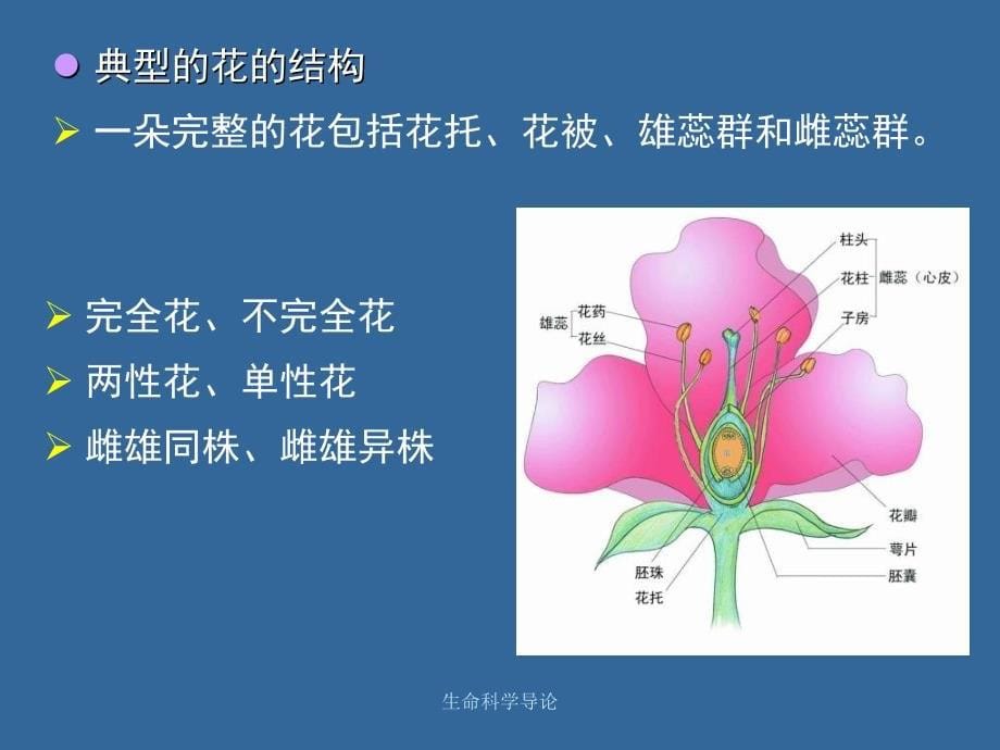 生命科学导论课件_第5页