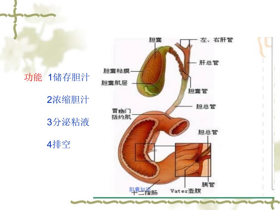 【胆】腹腔镜下胆囊切除+胆总管切开取石术护理配合_第3页