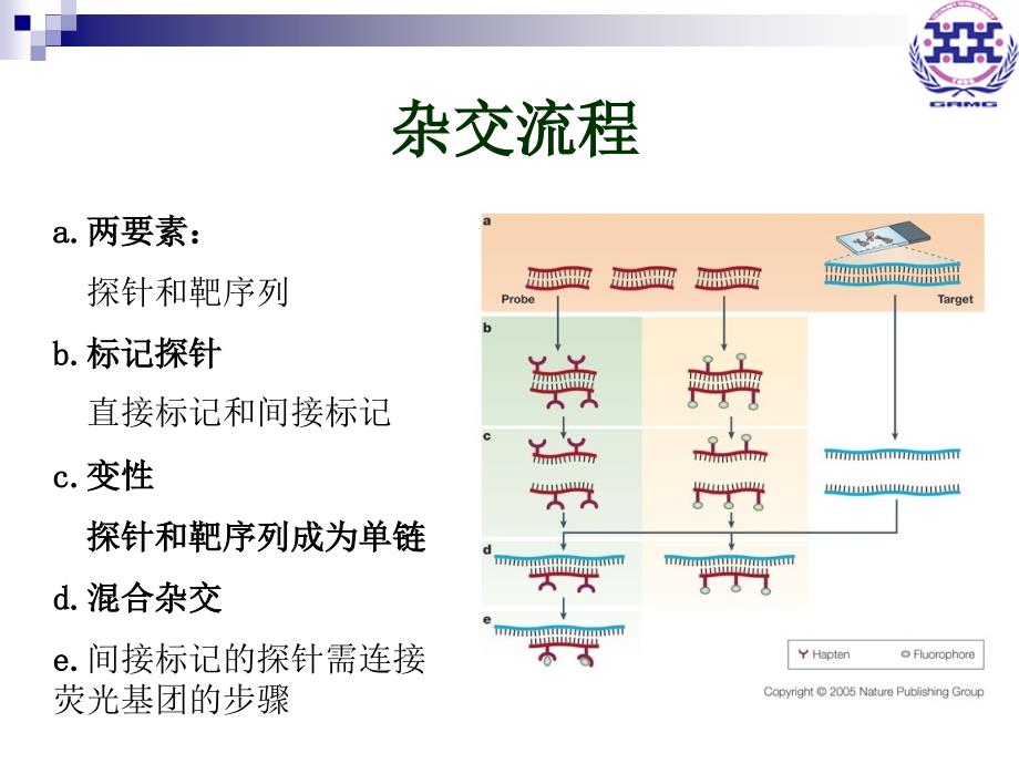 荧光原位杂交更新-PPT课件_第4页