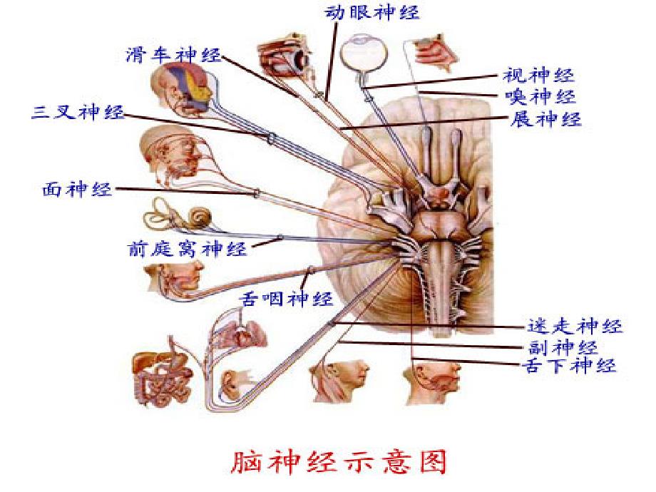 颅神经三叉神经 ppt课件_第2页