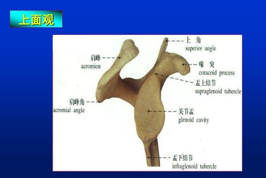 肩胛骨骨折1课件ppt_第5页