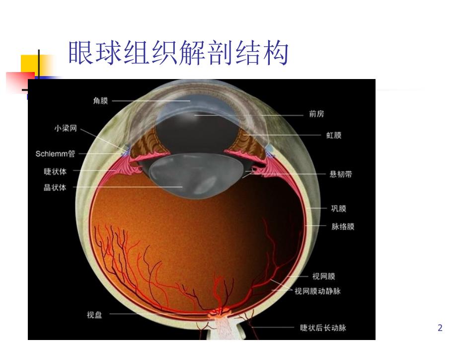 视网膜中央静脉阻塞的诊断及治疗PPT参考幻灯片_第2页