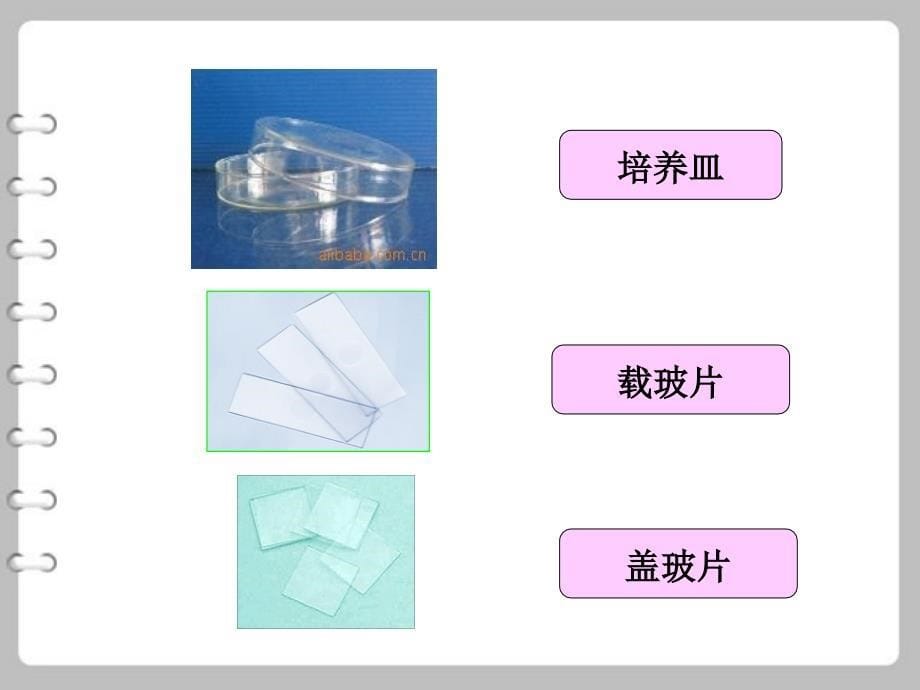 生物：6.2植物光合作用的场所课件苏教版七年级上_第5页