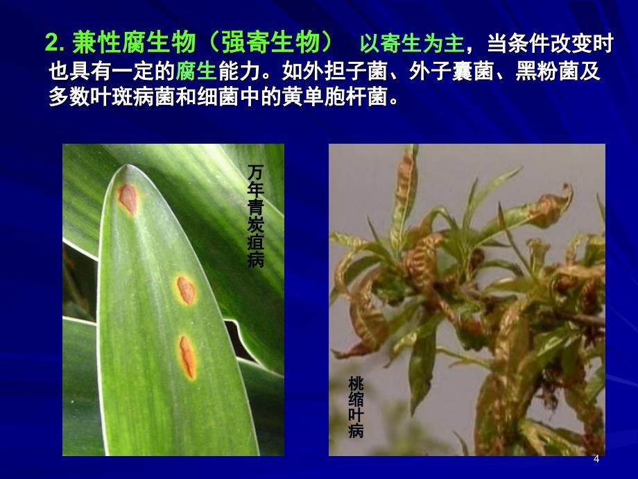 园林植物病虫害防治推荐课堂PPT_第4页