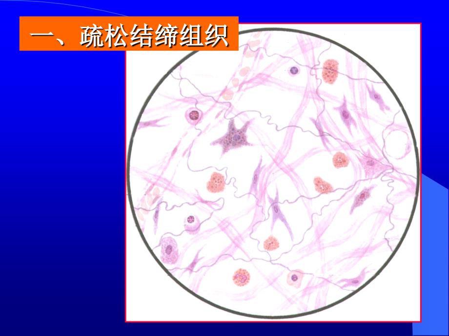 组织胚胎学结缔组织_第4页