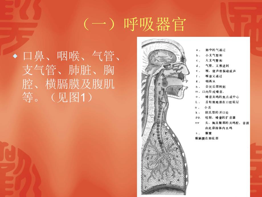 简介歌唱器官与歌唱姿势_第3页