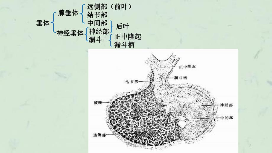 下丘脑与垂体课件_第2页