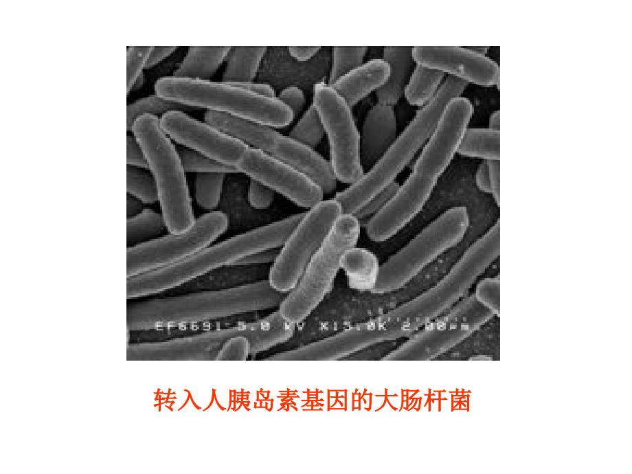 人教版高一生必修二 6.2 基因工程及其应用 (共67张PPT)_第2页