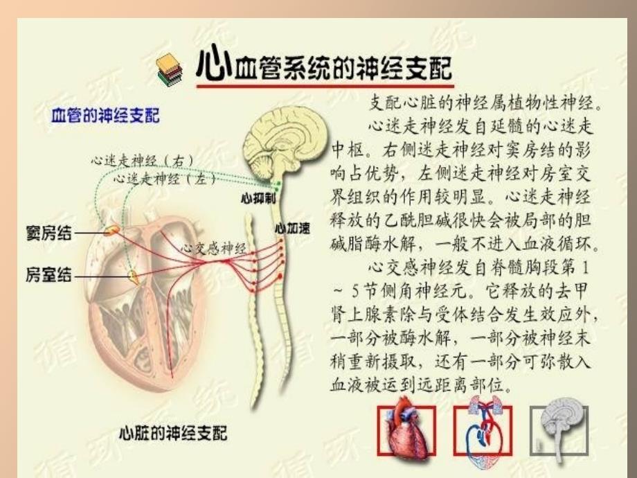 实验四心血管活动的神经体液调节_第3页