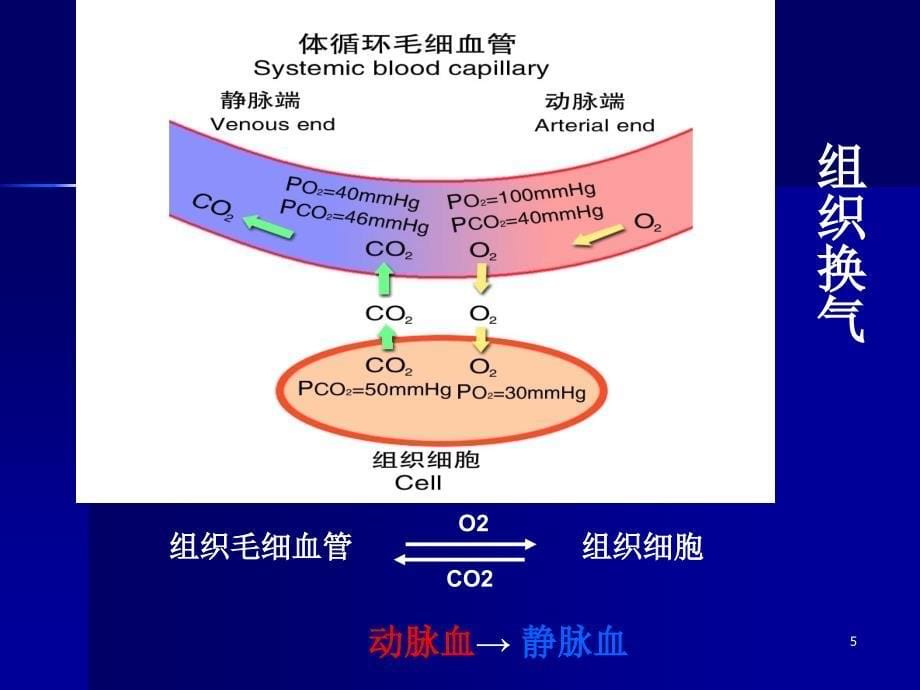 呼吸系统疾病的营养治疗ppt课件_第5页