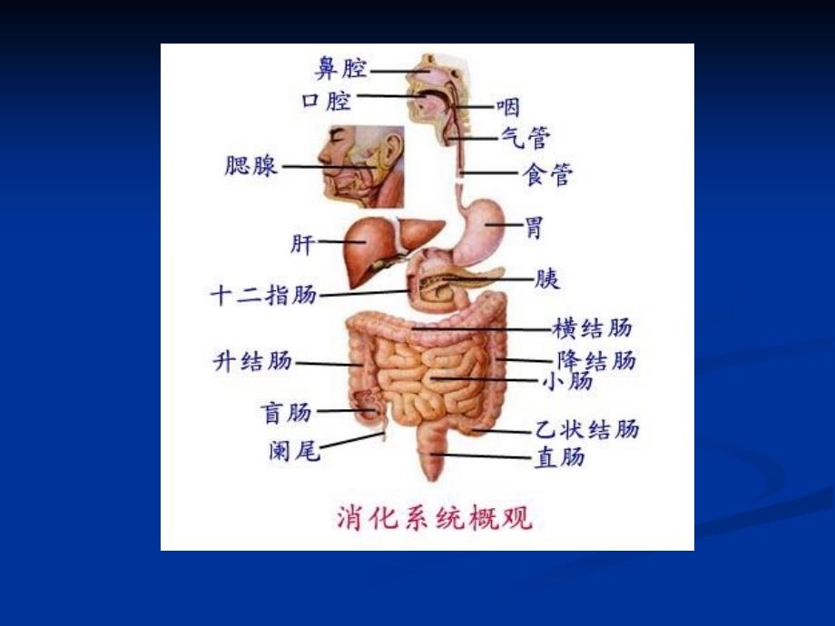 四章消化系统疾病病人的护理_第2页