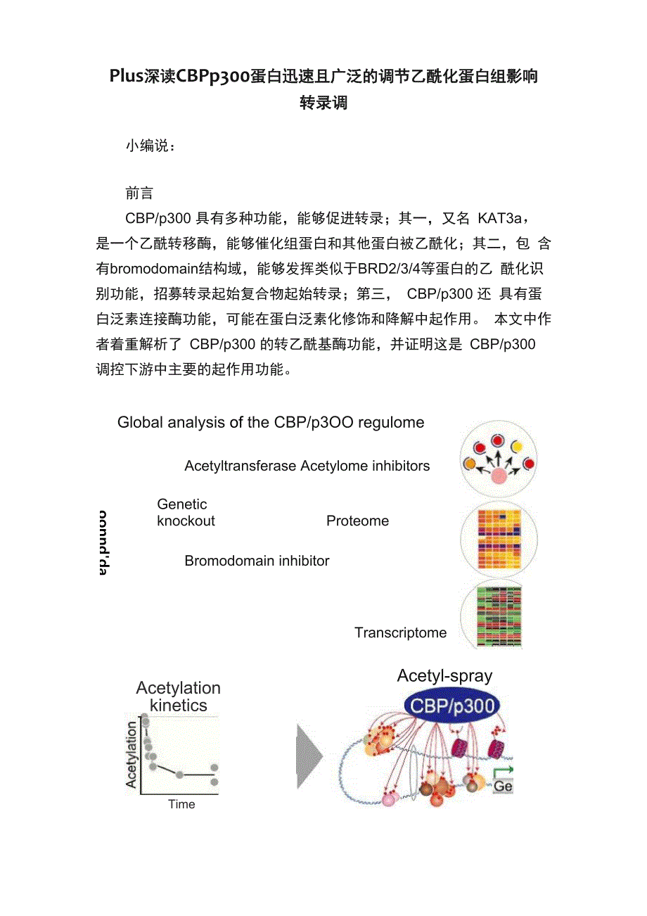 Plus深读CBPp300蛋白迅速且广泛的调节乙酰化蛋白组影响转录调_第1页