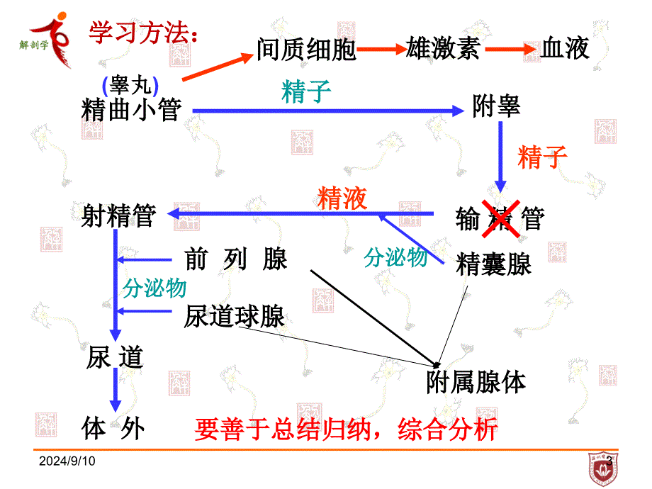 系统解剖学：考试方式_第3页