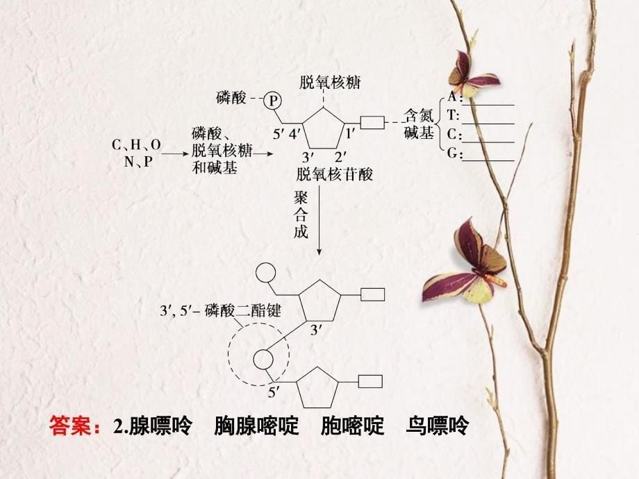 （新课标）高考生物大一轮复习 第六单元 遗传的物质基础 6.2 DNA的结构、复制及基因的本质课件[共73页]_第5页