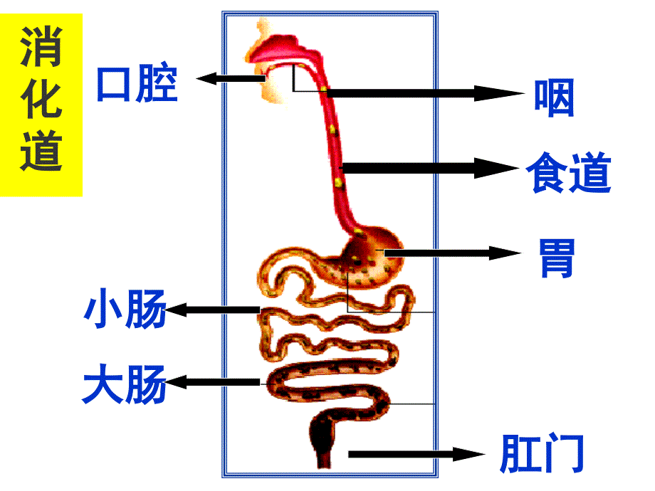 食物的消化与吸收课件_第2页