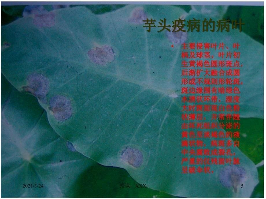 芋头病虫害图谱PPT课件_第5页