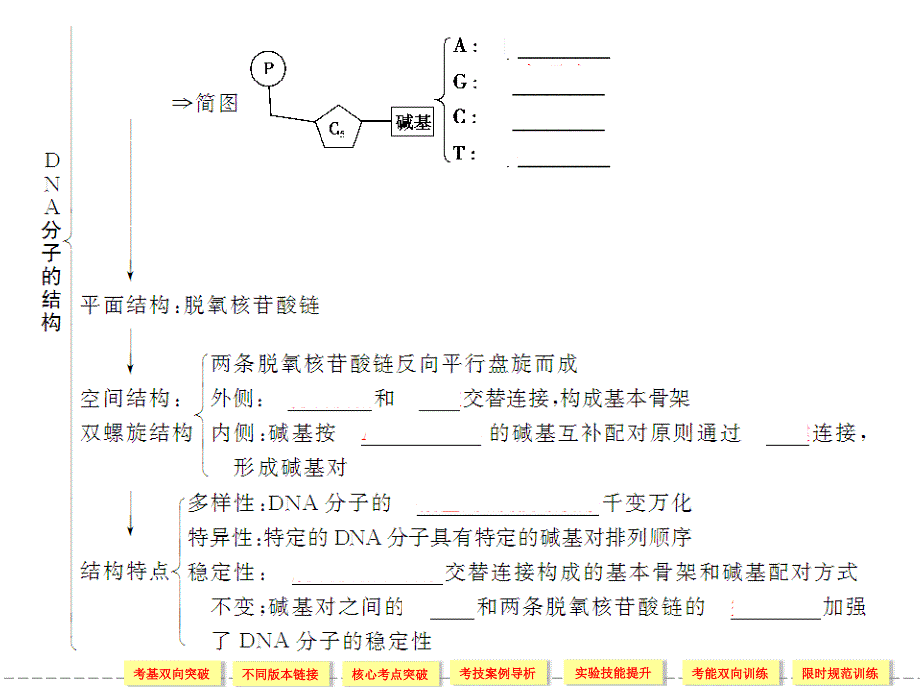 DNA的分子结构和复制中课件_第2页